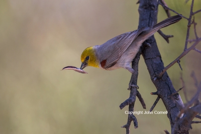 Auriparus-flaviceps;Nest;Nesting;One;Verdin;avifauna;bird;birds;color-image;colo